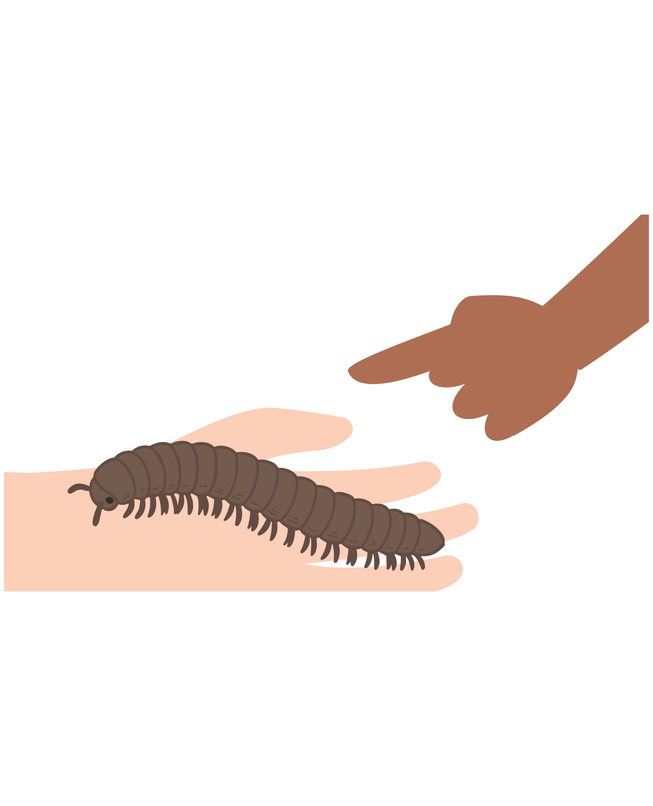 Millipede crawling on a hand, while another hand reaches at it with one finger.