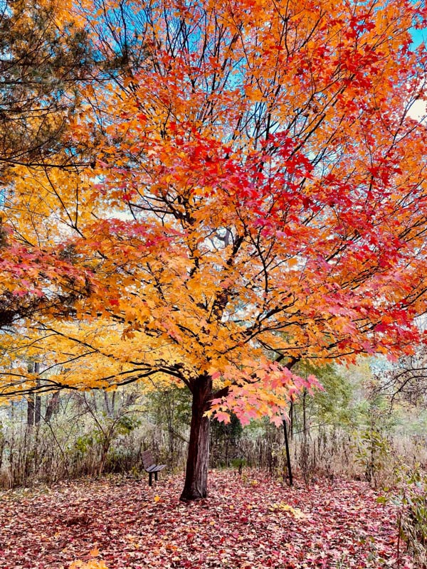 Fall tree and bench photo by Maureen Slaven