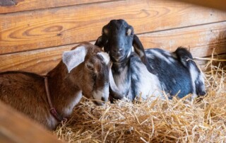 two goats in a pen with a hay bed