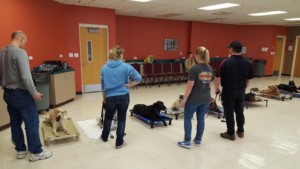 dog solid obedience