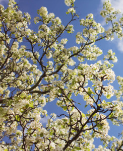 spring tree_crop tree photo